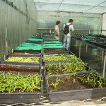 Suivi des germinations - Au premier plan : Bois de judas (Cossinia pinnata)