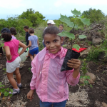 Les arbres cultivés par les enfants sont plantés à la Grande Chaloupe