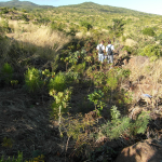Zone de reconstitution écologique : plantation en bandes