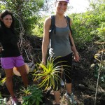 Les postiers volontaires sont prêts à planter les arbres endémiques, comme ce Bois de chandelle