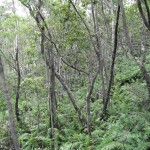 Sous-bois de forêt semi-sèche
