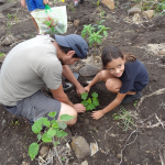 Les arbres cultivés par les enfants sont plantés à la Grande Chaloupe